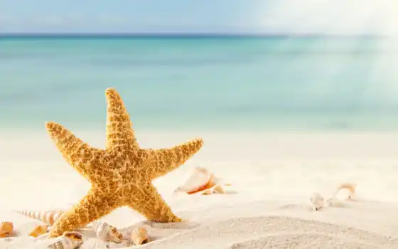 морская, star, море, песок, ракушки, пляж, tropics, 