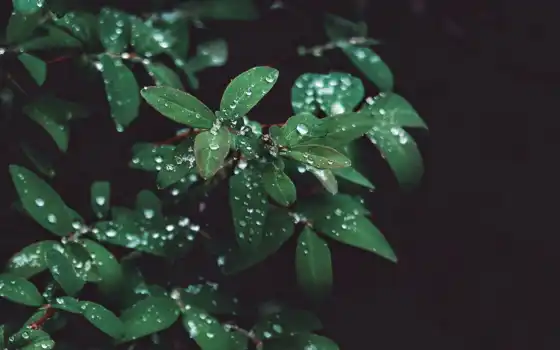 leaf, растение, drizzle, drop, bush
