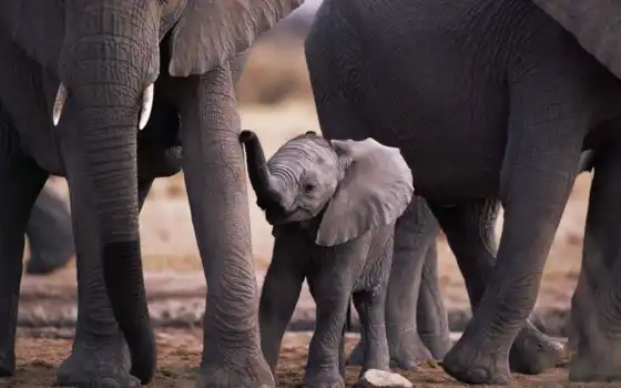 слон, слон, слоненька, фуарт