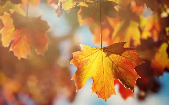 листья, оранжевые, дерево, осень, лист, картинку, картинка, кнопкой, мыши, 