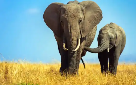 слонами, слоном, телефоном, савгом, дебилом, животным, африканом,