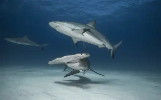 акула, ocean, hammerhead, хищник, море, картинка, life, animal, bahama