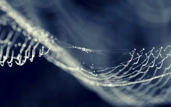 web, паук, drop, роса, spiderweb, makryi, water