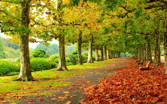 осень, красивый, природа, дерево