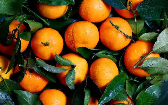tangerine, плод, produktovy i