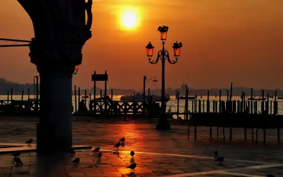 venezia, город, собака, italian, pic