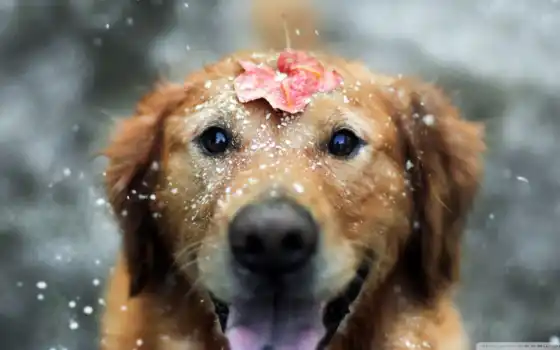 собака, снег, животное, ретривер, енок, лист, золотистый, счастливый