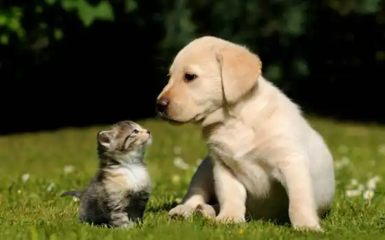 трава, дружба, кот, собака, высоком, щенок, котята, котенок, 