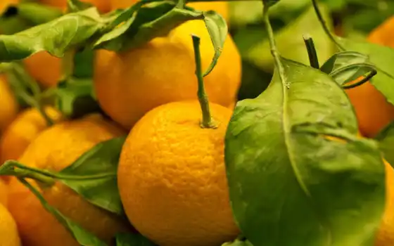 tangerine, плод