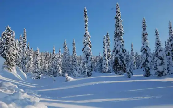 природа, зима, небо, дерево, лес, елка, снег, реза, алипур, человек, ресурс