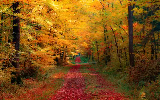 осень, природа, дорога, лес, красиво, 