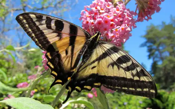 бабочка, pic, природа, swallowtail, тигр