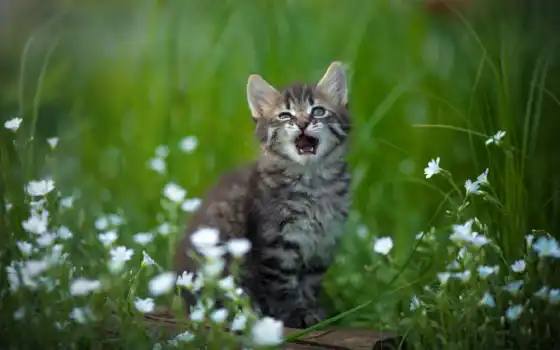 кот, цветы, котенок, серый