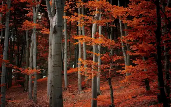 цвет, осень, деревья,