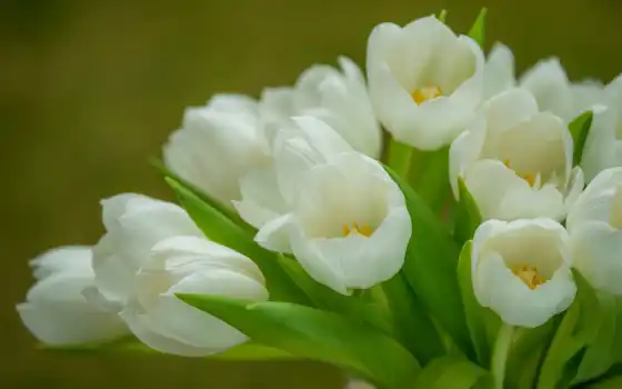 тюльпаны, белые, букет, нежность, тюльпанов, 