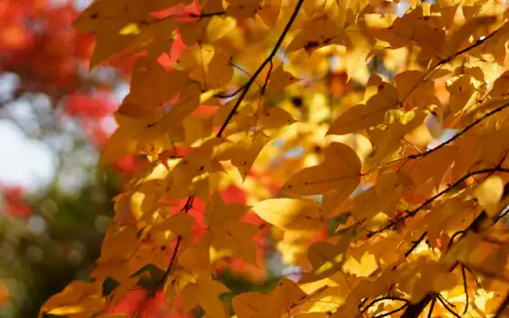 осень, ливан, деревья, дерево, много, корона, янв,