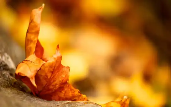 осень, лист, природа, листва, осенью, maple, телефон, картинку, everything, 