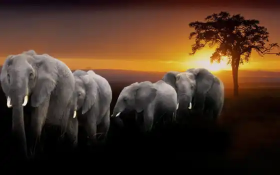 слоны, слон, фото, изображения, бесплатно, качество, холст,