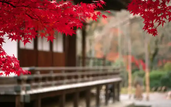 japanese, осень, листва, дерево, branch, landscape, японией, японии, tokio, 