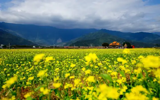 поле, цветы, поезд, горы, облака, жёлтых, 