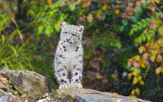 снег, леопард, ирбис, котенок, 