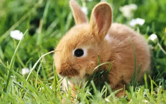 обои, кролик, зайцы, животные, фото, грызуны, крол