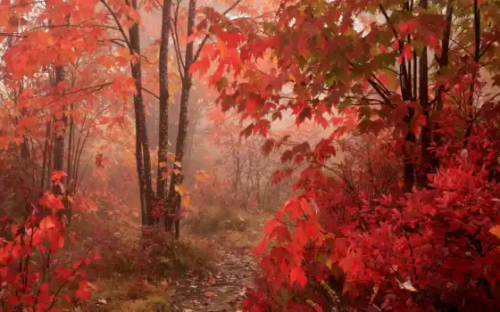 hojas, bosque, rojas, rboles, rojo, ласковые ручки, otoño, pantalla,las,