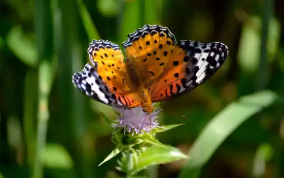 бабочка, крыло, насекомое