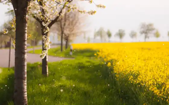 весна, природа, дерево, поле, 