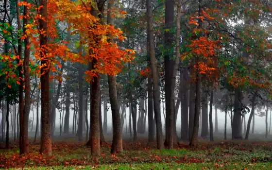деревья, лес, окружающая среда, осень, леса, высокие, дерево, определение, прекрасный,