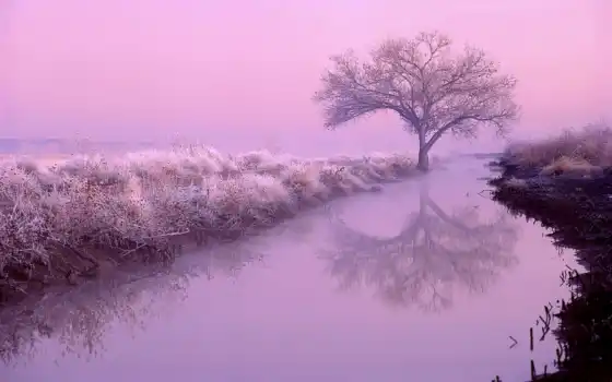 рассвет, река, ночь, природа, лес, розовый, тумане, розовом, 