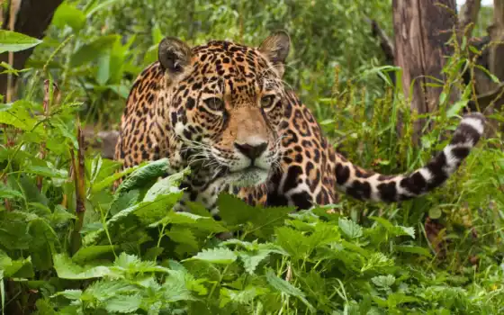 ягуар, гуарары, тропические, тропические леса, животные,