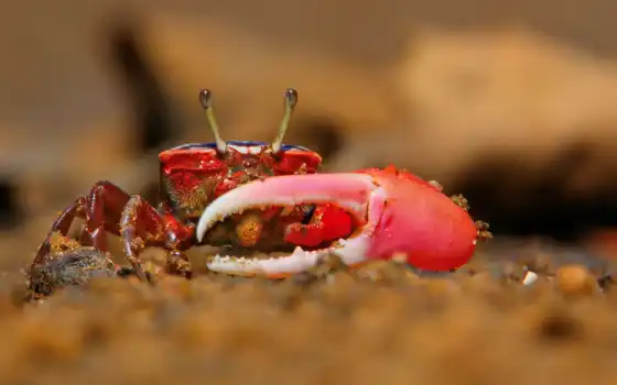 crab, fiddler