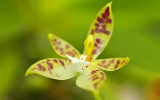 орхидея, philippines
