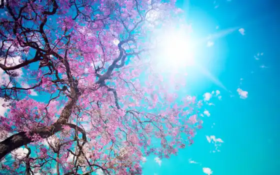 весна, солнце, коренное, духовное, сакура, день, ясные, крошки, голубое, лучи,