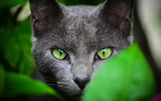 свет, кот, зеленые, глазами, кошки, зелёными, 