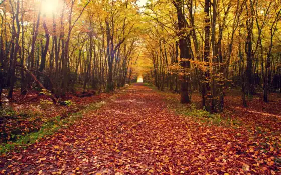 camino, hojas, otoño, bosque, naturaleza, rboles, paisajes, niceos, del, gratis, pantalla,