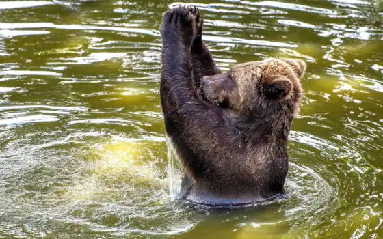 медведь, воде, купается, медведи, браун, 