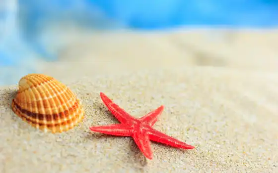 marine, star, песок, seashell, море, магнит, red, пляж
