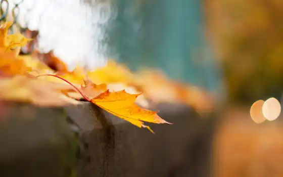 осень, макро, боке, лист, листья, забор, сетка, 