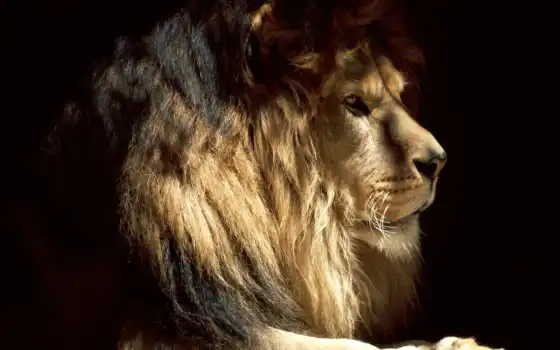 льв, животный, святые, давиди, царь,