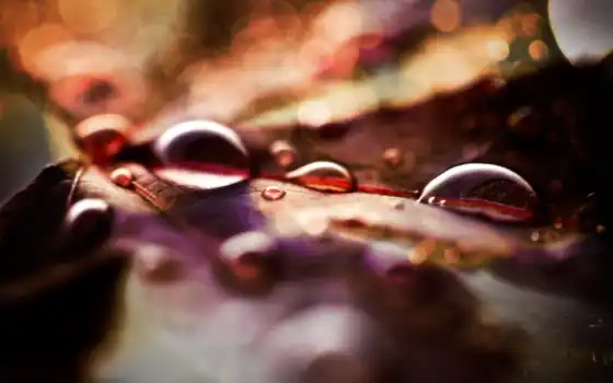drop, осень, лист, raindrop, пасть, дождь, leaf