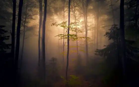 темный, дебил, лес