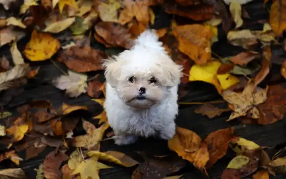 собака, кенок, лист, осен, маленький, лист, пушистый, мальтийская болонка, белый
