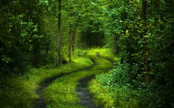 дорога, лес, деревья, свет, свежесть, листва, природа, зелёный, таинственный, спокойствие, настроение, картинка, 