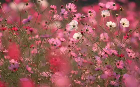 цветы, космея, розовые, поле, макро, 