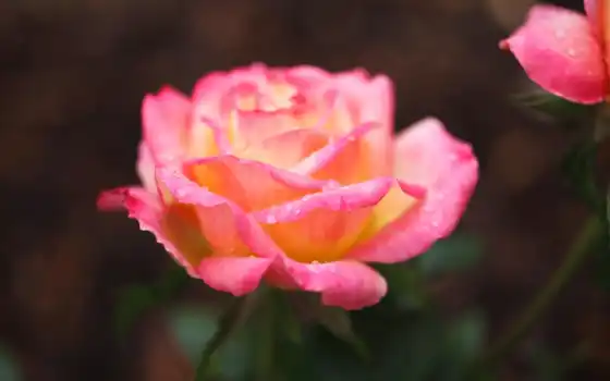 роза, roses, types, hybrid, розовый, different, чая, are, 