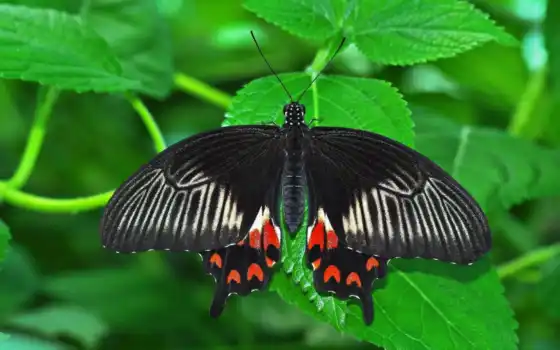 бабочка, насекомое, лист, картинка, вертикали, горизонтали, имеет, 