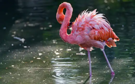 фламинго, птица, вода, просмотреть, 