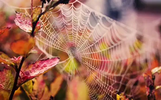 осень, макро, листва, природа, картинка, branch, капли, web, water, 